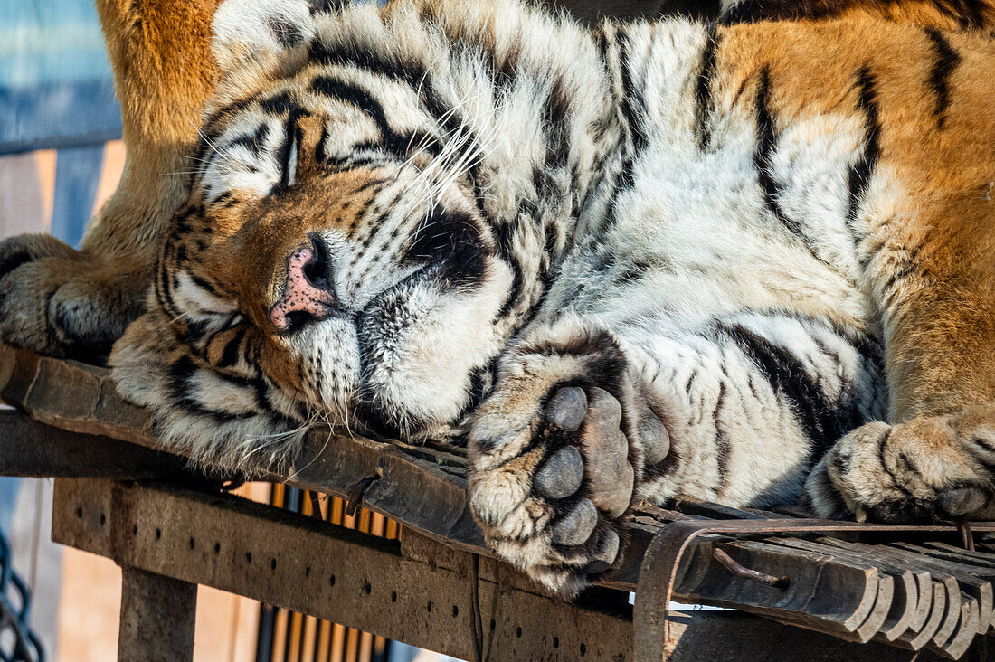 Siberian tiger (Panthera tigris tigris), Harbin Siberian Tiger Park, Harbin, Heilongjiang, China, Asia