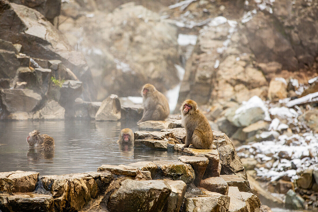 Schneeaffen im Snow Monkey Park, Jigokudani, Präfektur Nagano, Honshu, Japan, Asien