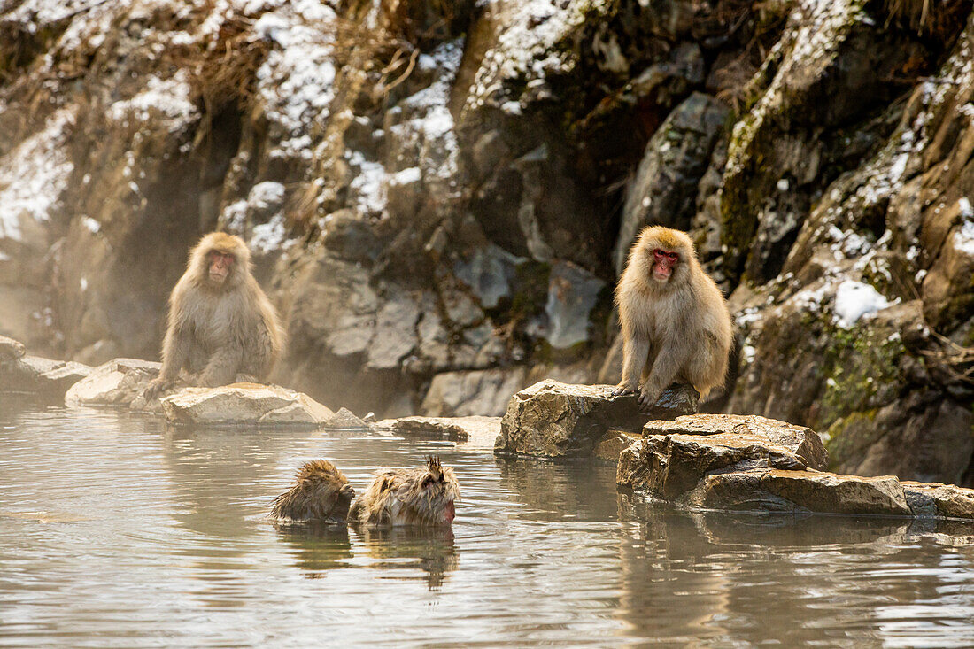 Schneeaffen im Snow Monkey Park, Jigokudani, Präfektur Nagano, Honshu, Japan, Asien