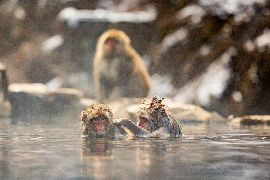 Schneeaffen im Snow Monkey Park, Jigokudani, Präfektur Nagano, Honshu, Japan, Asien