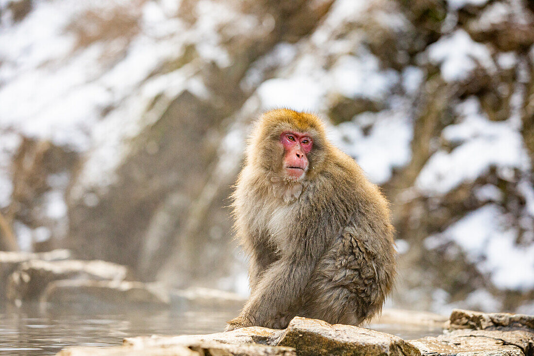 Schneeaffen im Snow Monkey Park, Jigokudani, Präfektur Nagano, Honshu, Japan, Asien