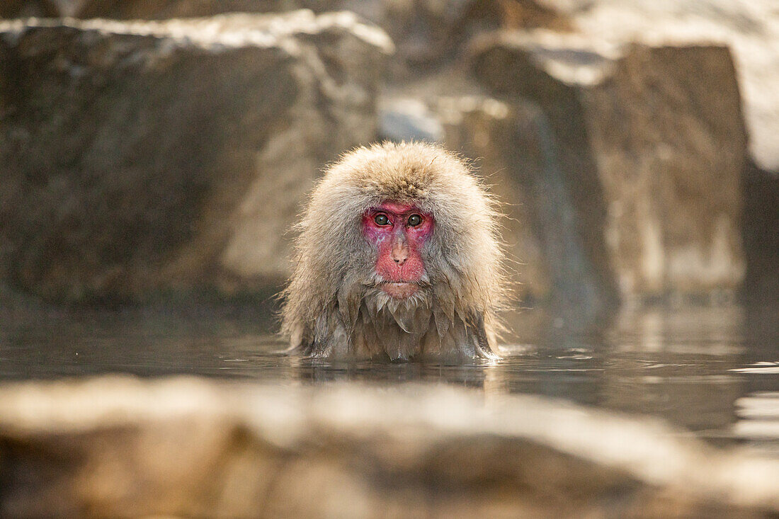 Schneeaffen im Snow Monkey Park, Jigokudani, Präfektur Nagano, Honshu, Japan, Asien