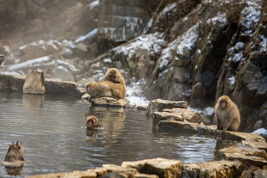 Schneeaffen im Snow Monkey Park, Jigokudani, Präfektur Nagano, Honshu, Japan, Asien