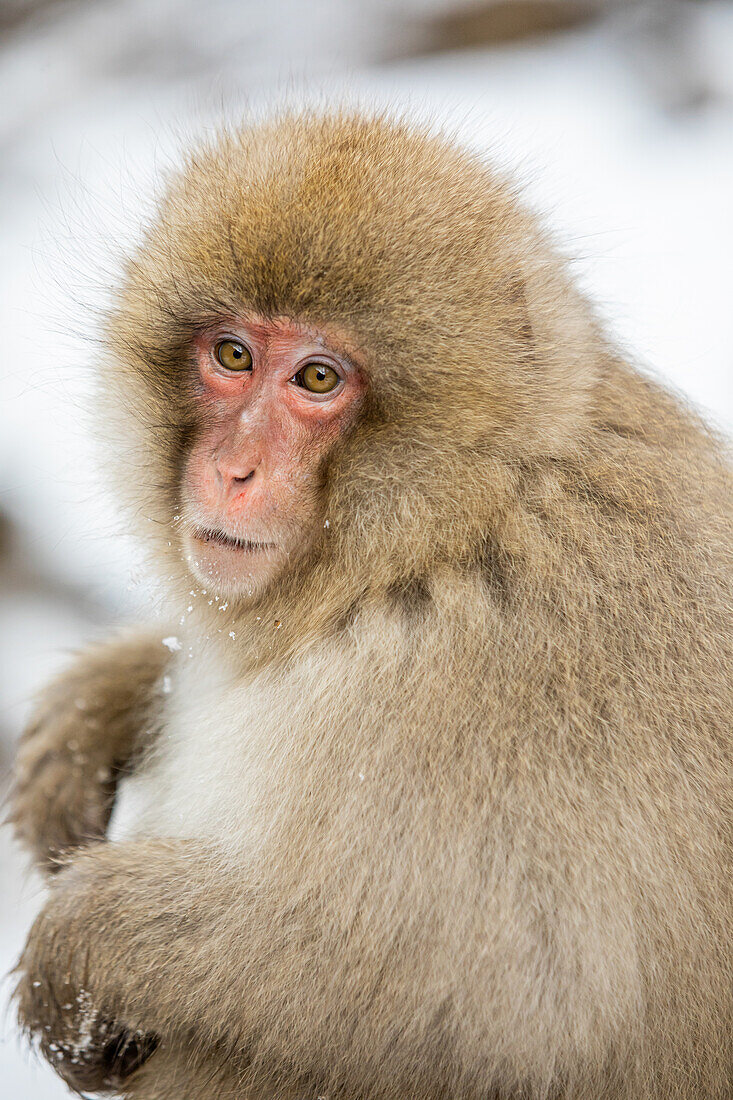 Snow Monkeys at Snow Monkey Park, Jigokudani, Nagano Prefecture, Honshu, Japan, Asia