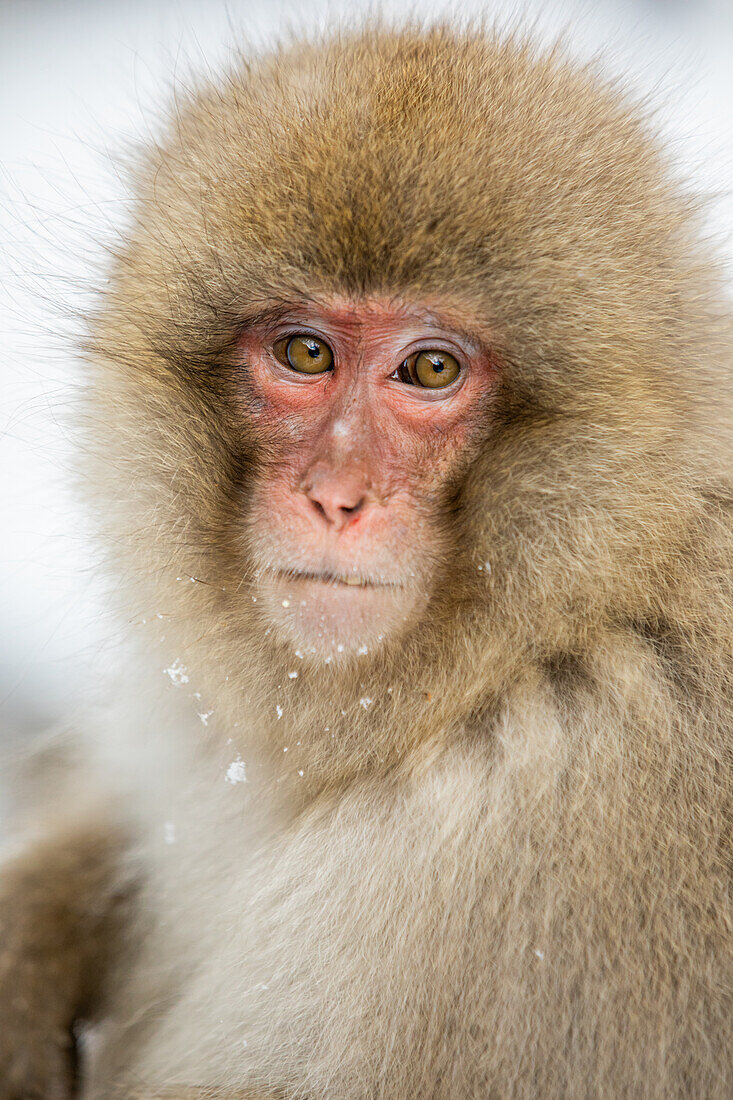 Schneeaffen im Snow Monkey Park, Jigokudani, Präfektur Nagano, Honshu, Japan, Asien