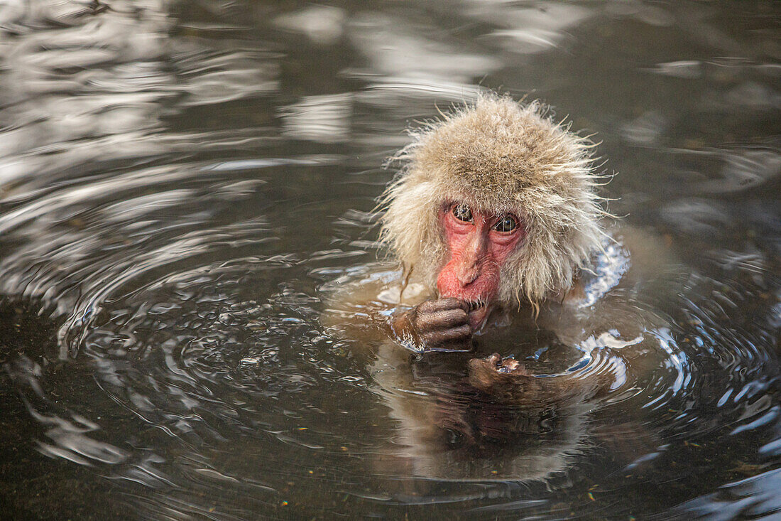 Schneeaffen im Snow Monkey Park, Jigokudani, Präfektur Nagano, Honshu, Japan, Asien