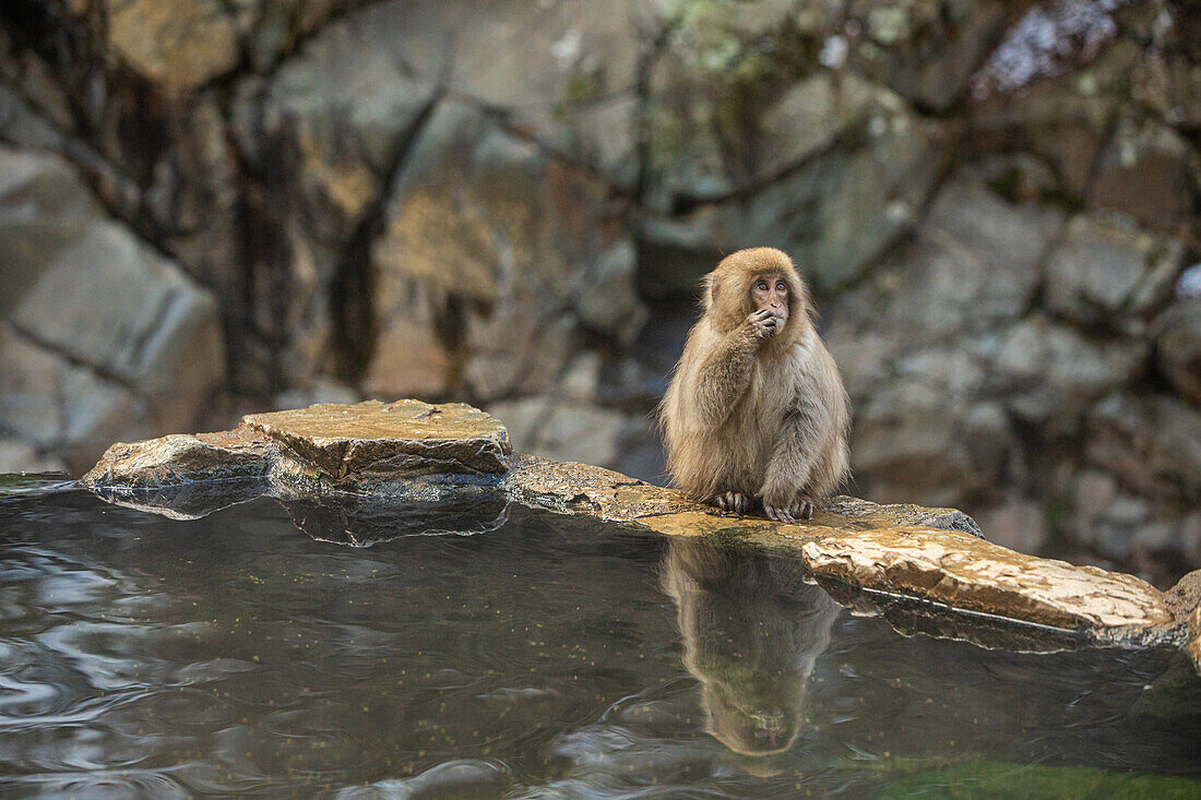 Schneeaffen im Snow Monkey Park, Jigokudani, Präfektur Nagano, Honshu, Japan, Asien