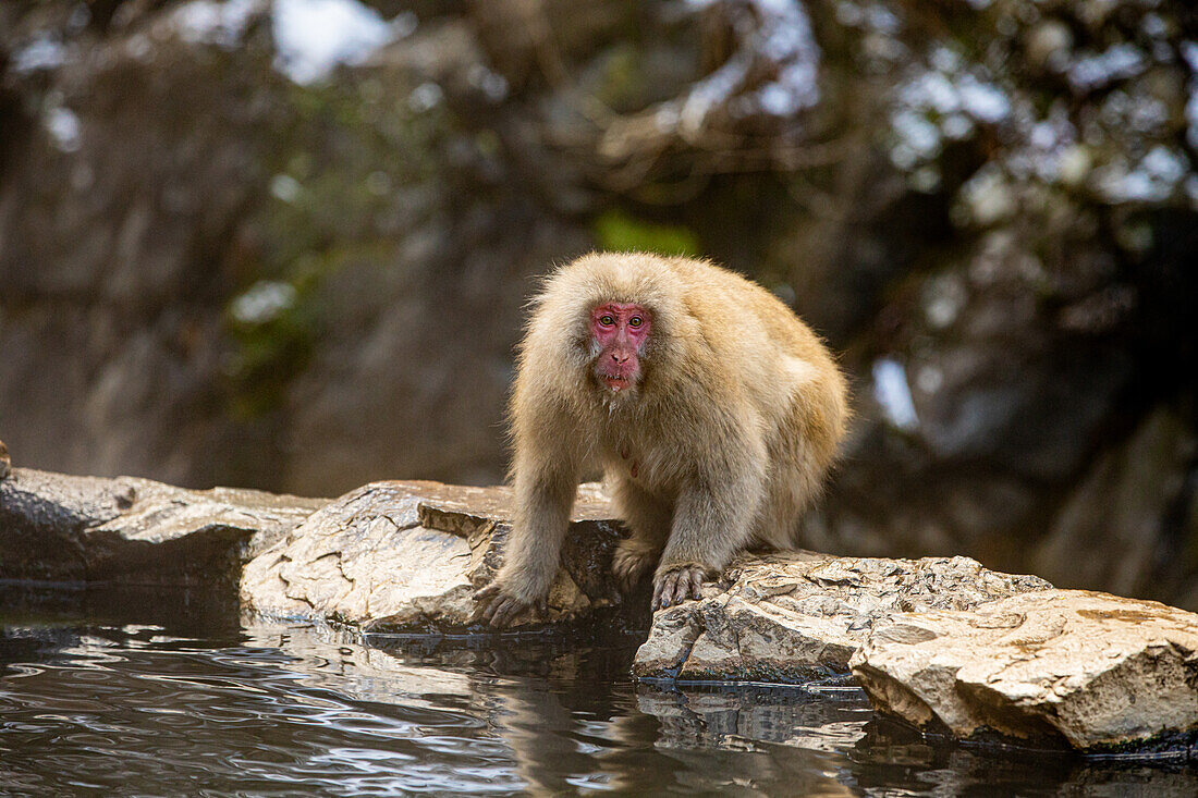 Schneeaffen im Snow Monkey Park, Jigokudani, Präfektur Nagano, Honshu, Japan, Asien