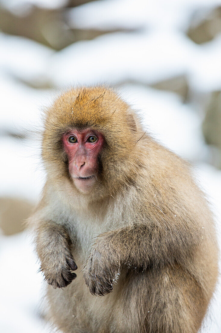 Schneeaffen im Snow Monkey Park, Jigokudani, Präfektur Nagano, Honshu, Japan, Asien