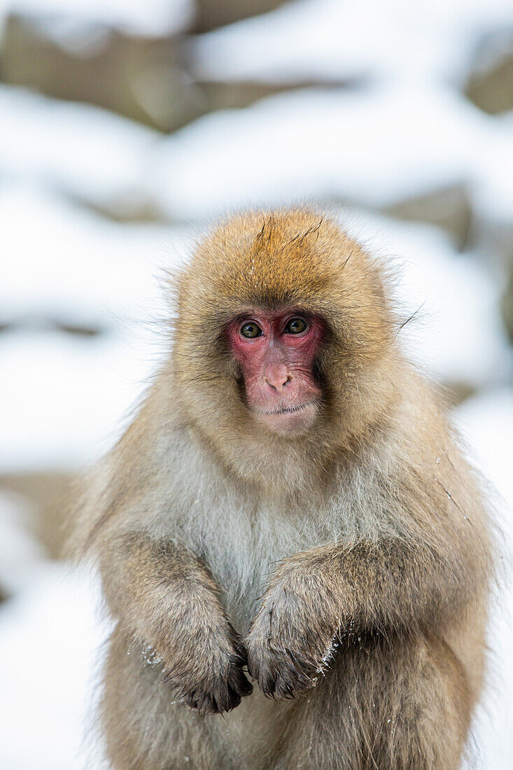 Schneeaffen im Snow Monkey Park, Jigokudani, Präfektur Nagano, Honshu, Japan, Asien