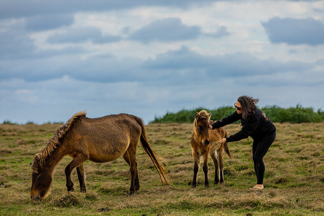 Wild ponies on Yonaguni Island, Yaeyama Islands, Japan, Asia