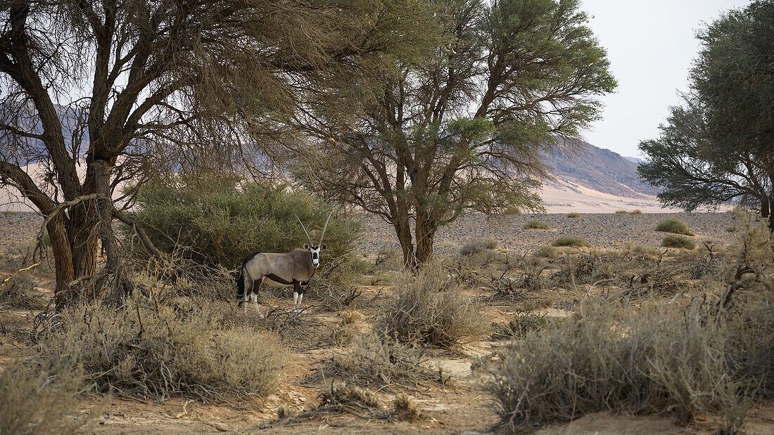 Oryx im trockenen Flussbett, Namibia, Afrika