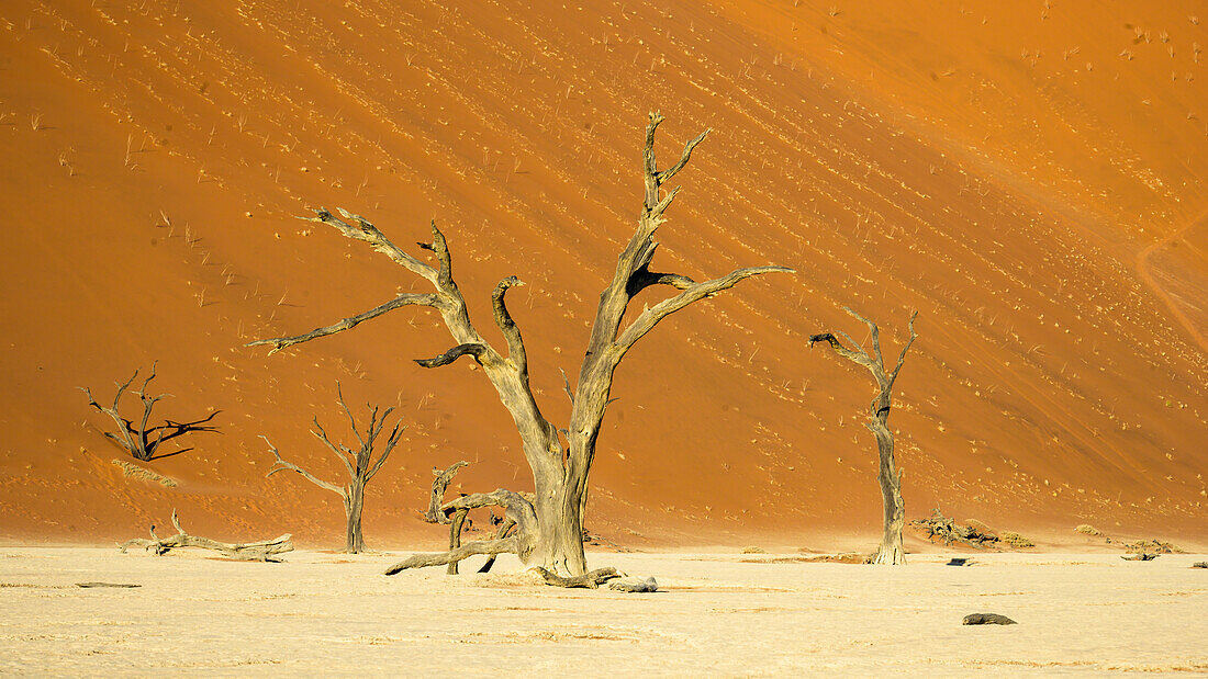 Deadvlei (Dead Vlei), Namib-Naukluft Park, Namibia, Africa