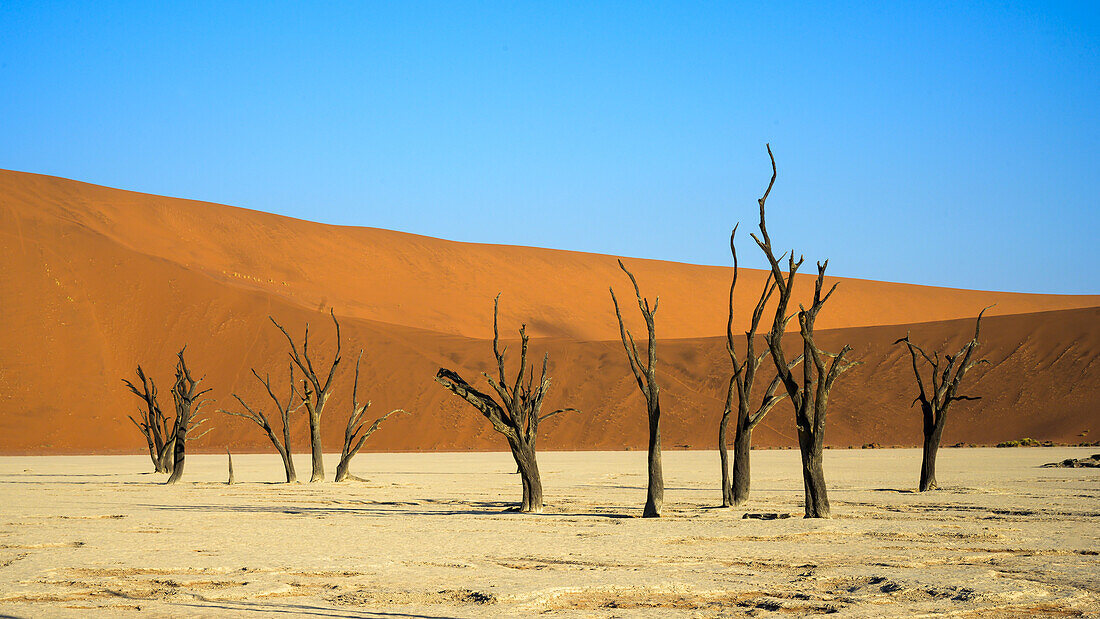 Deadvlei (Dead Vlei), Namib-Naukluft Park, Namibia, Africa