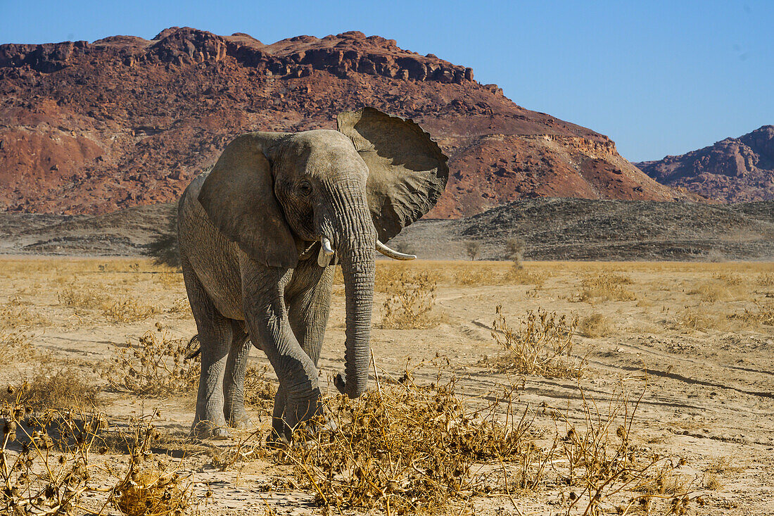 An die Wüste angepasster Afrikanischer Elefant, Namibia, Afrika