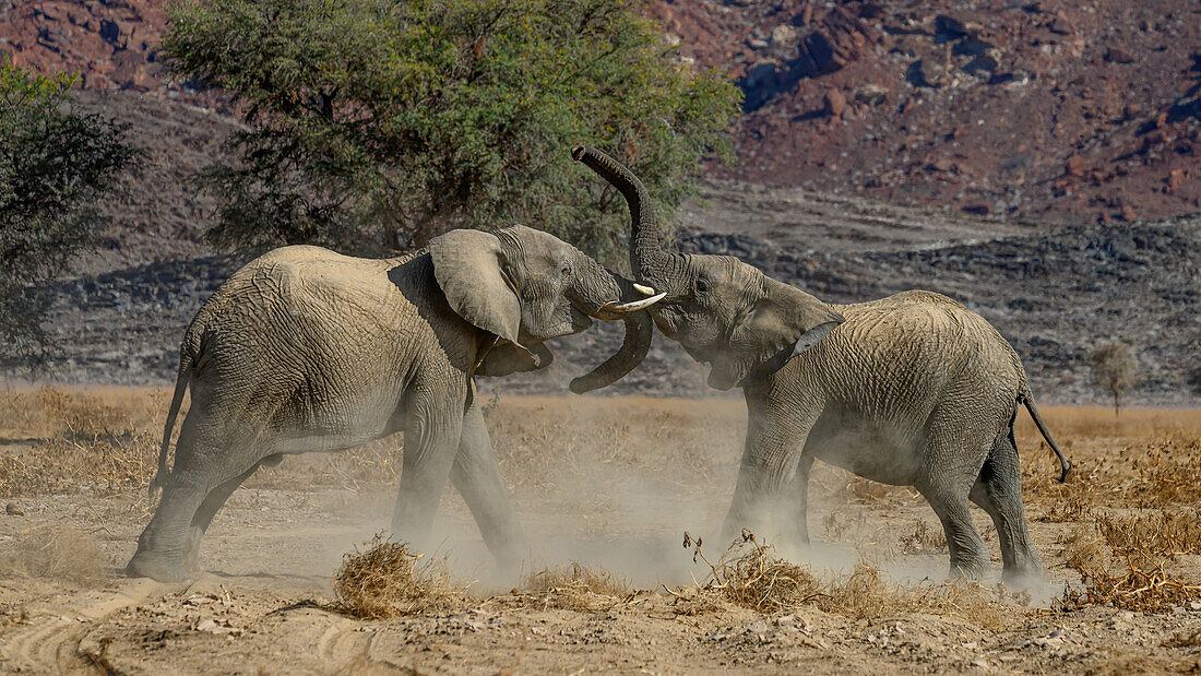 An die Wüste angepasster Afrikanischer Elefant, Namibia, Afrika