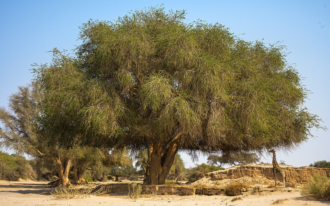 Giraffe beim Fressen im trockenen Flussbett, Namibia, Afrika