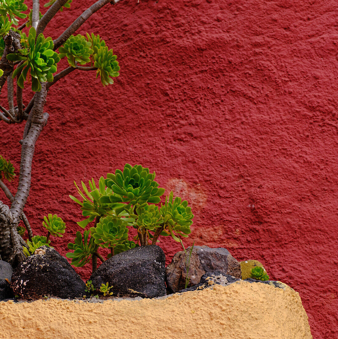 Aeoniums und rote Wand, Santorini, Kykladen, Griechische Inseln, Griechenland, Europa