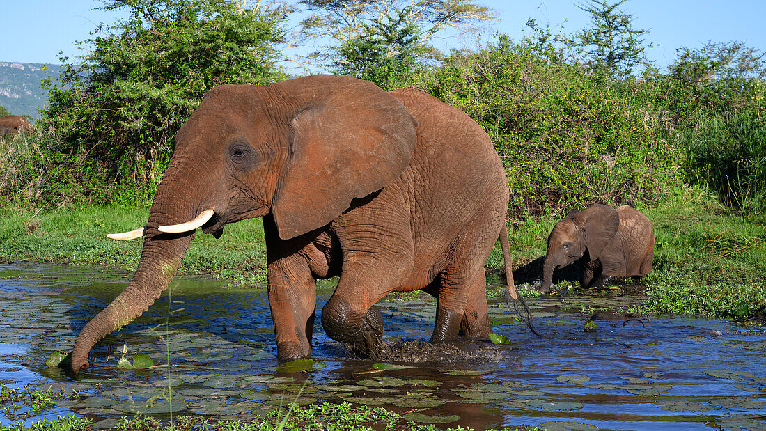 African Elephants crossing stream, South Africa, Africa