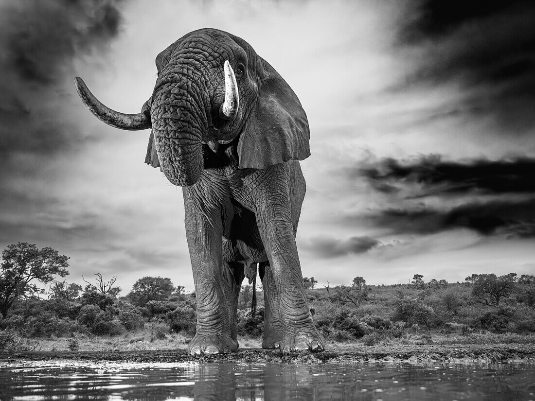 Afrikanischer Elefant am Wasserloch, Südafrika, Afrika