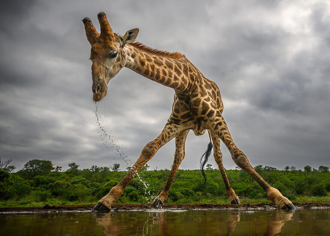 Giraffe at waterhole, South Africa, Africa