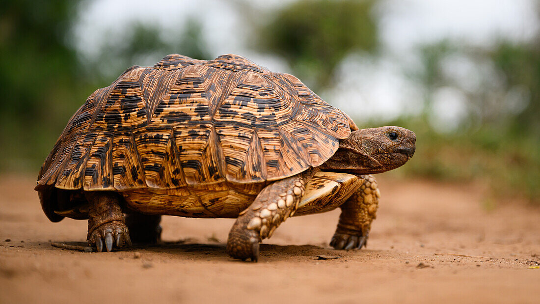 Leopard tortoise, South Africa, Africa