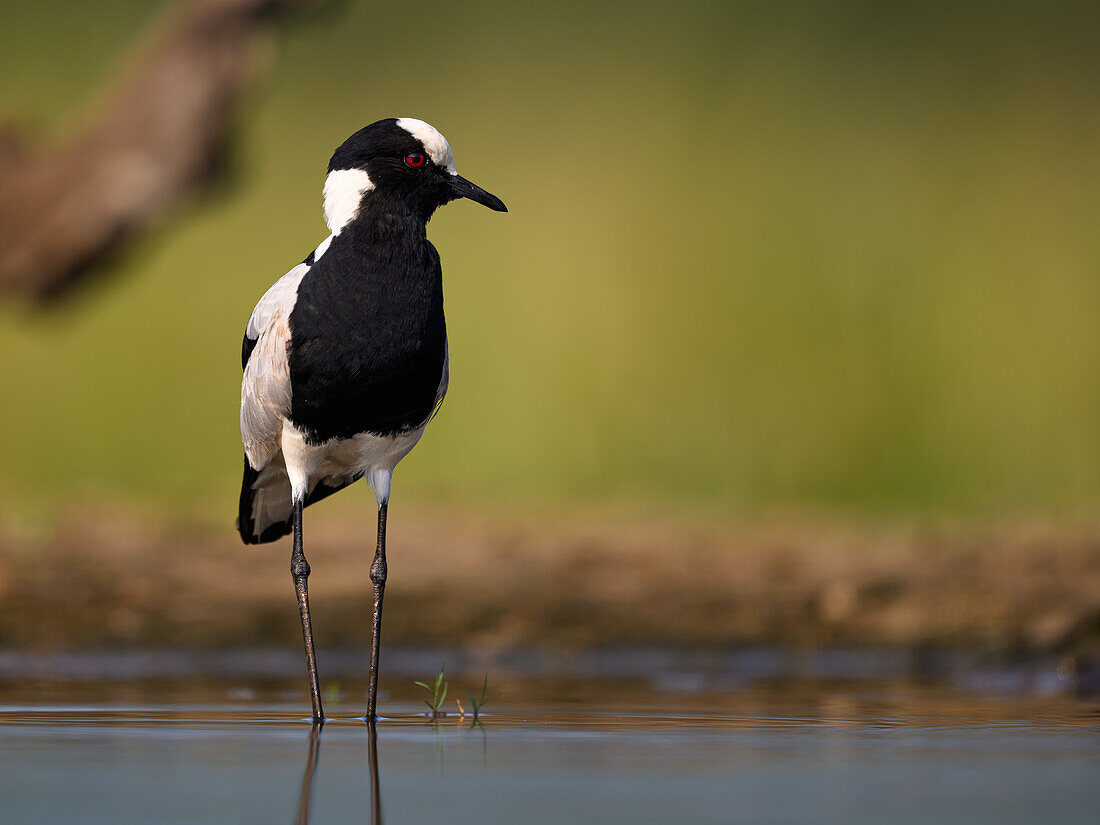 Blacksmith Plover, South Africa, Africa