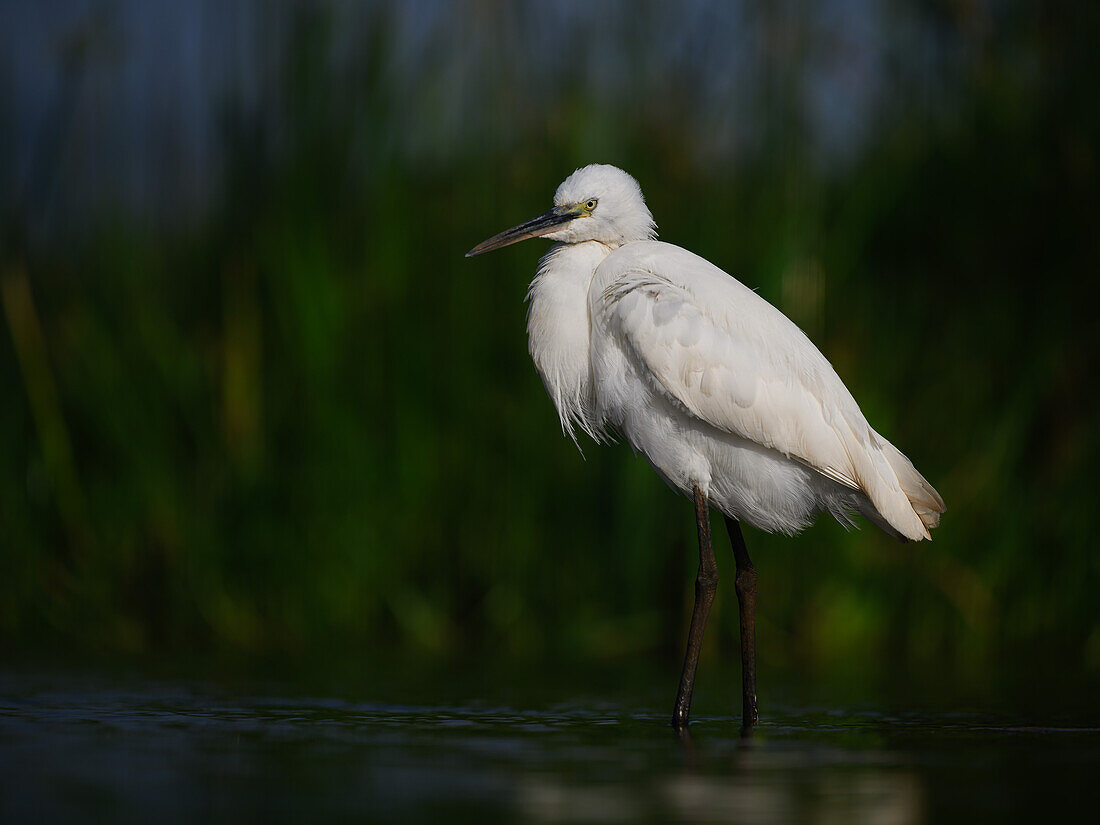 Seidenreiher, Südafrika, Afrika