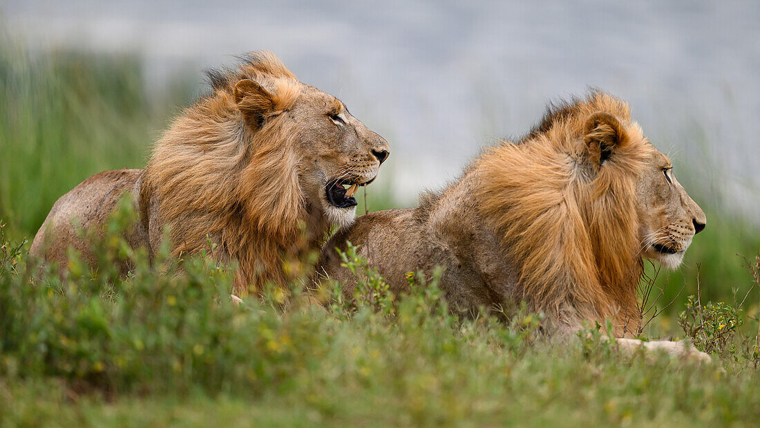 Löwen, Südafrika, Afrika