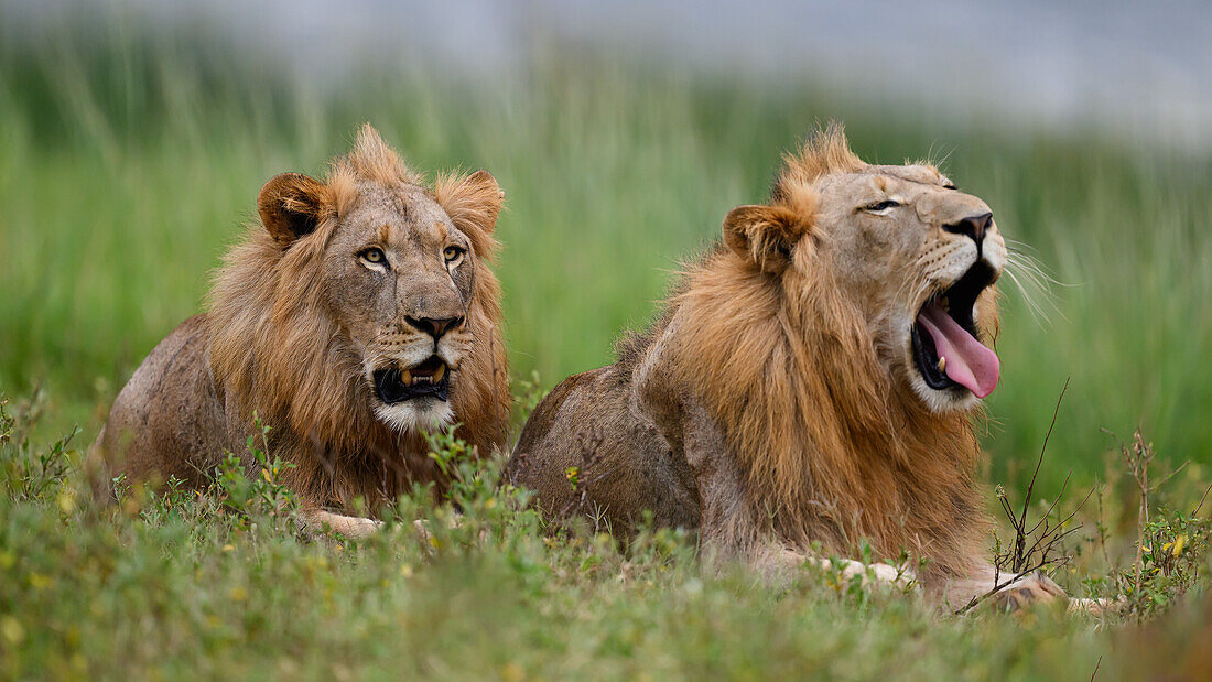 Lions, South Africa, Africa