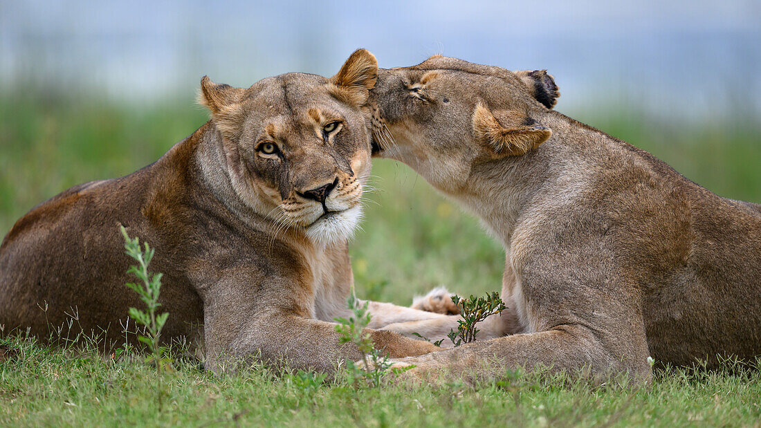 Lions, South Africa, Africa