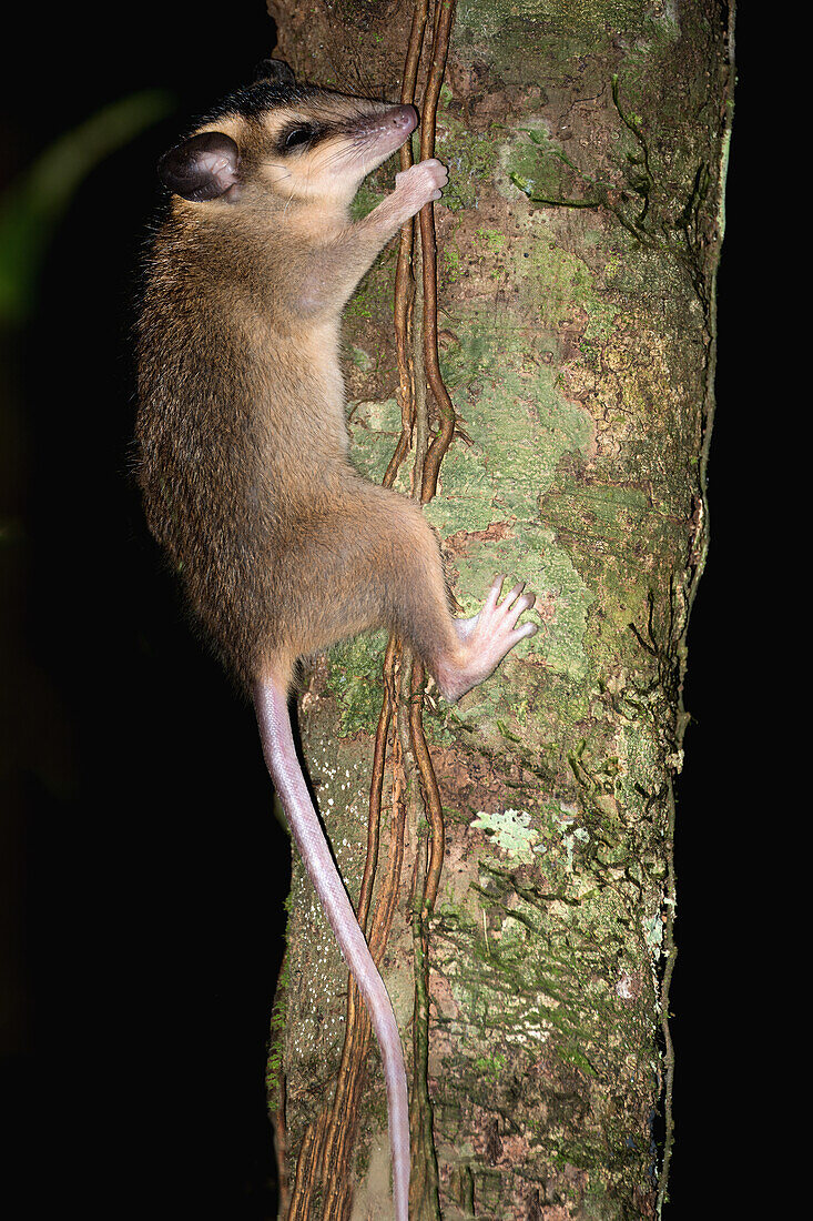 Braunes Vieraugen-Opossum (Metachirus nudicaudatus), Amazonasbecken, Brasilien, Südamerika