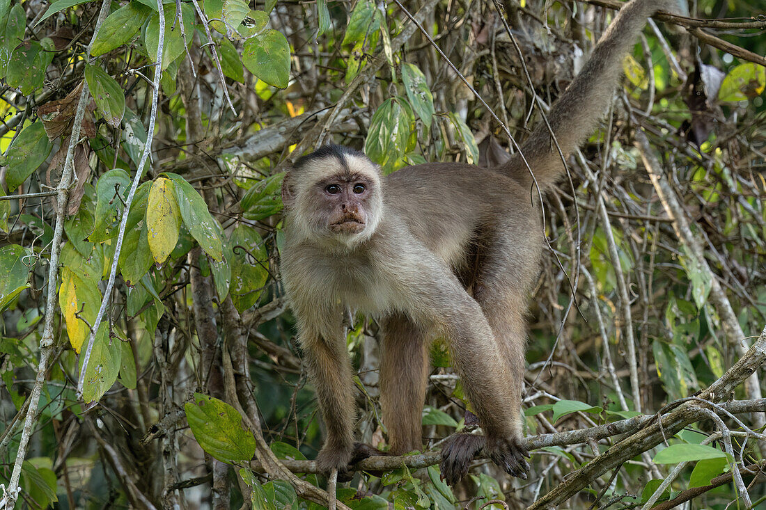 Weißstirnkapuzineräffchen (Cebus albifrons), Amazonasbecken, Brasilien, Südamerika