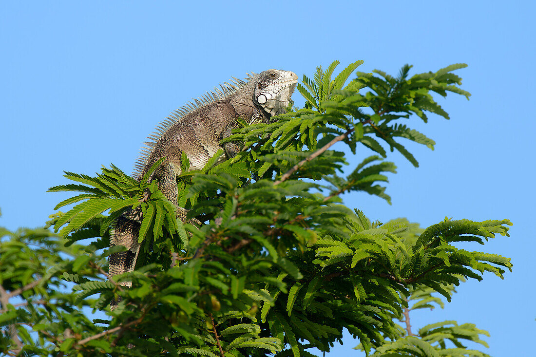 Green Iguana (Iguana iguana), on tree top, Amazon basin, Brazil, South America