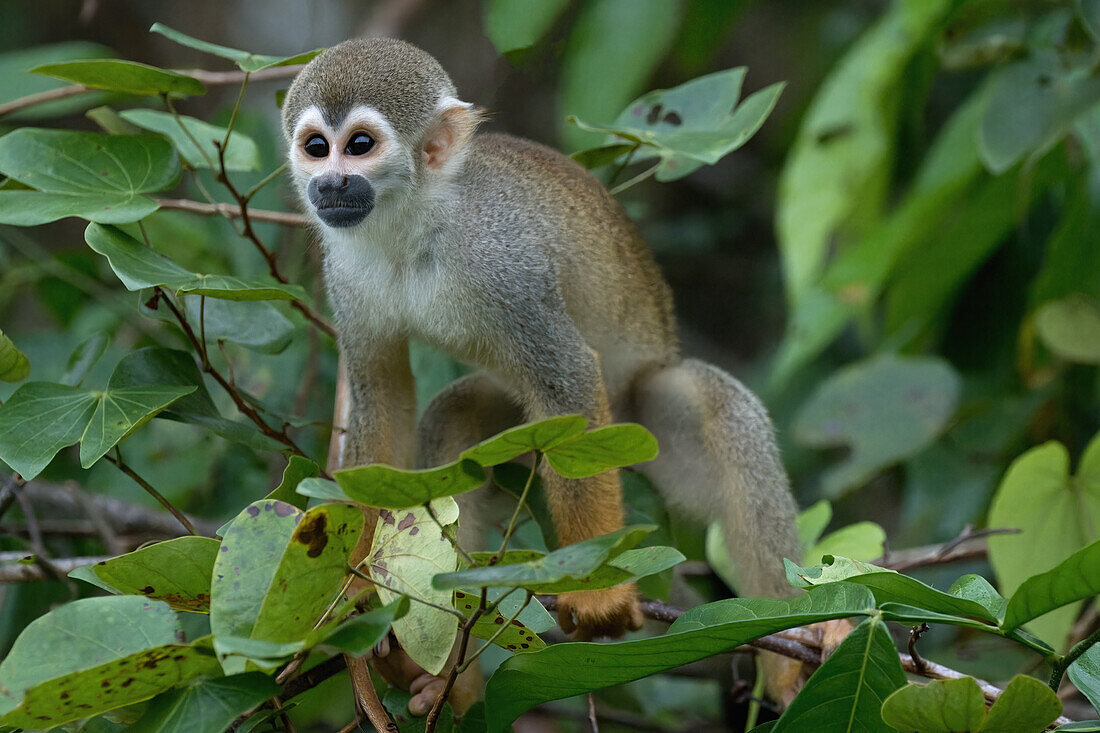 Golden-backed squirrel monkey (Saimiri ustus), Amazon basin, Brazil, South America