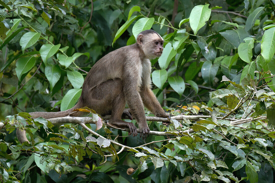 Weißstirnkapuzineräffchen (Cebus albifrons), Amazonasbecken, Brasilien, Südamerika