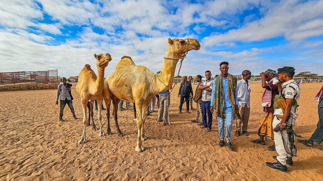 Camel market, Burao, south eastern Somaliland, Somalia, Africa