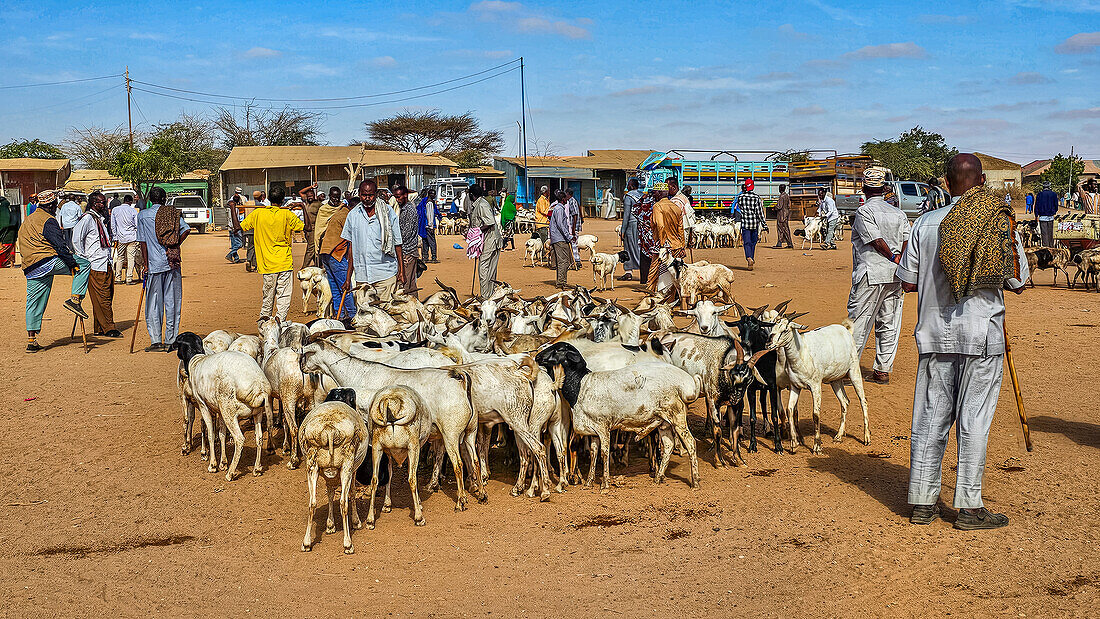 Goats at Cattle market, Burao, south eastern Somaliland, Somalia, Africa