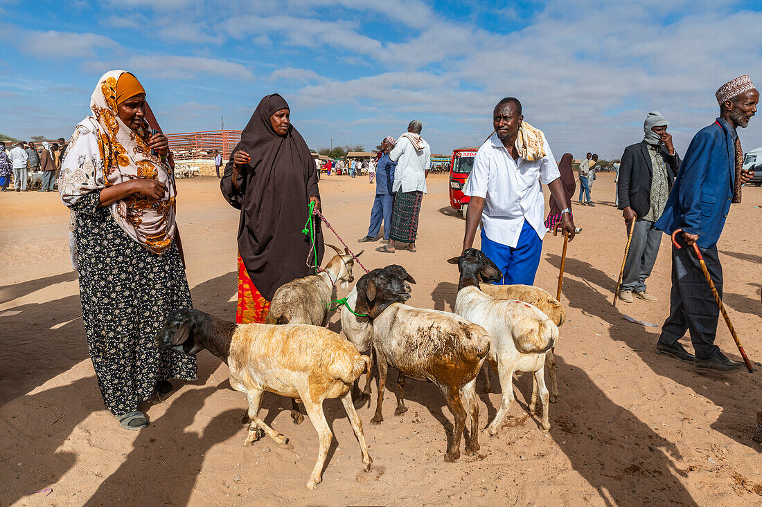 Goats at Cattle market, Burao, south eastern Somaliland, Somalia, Africa