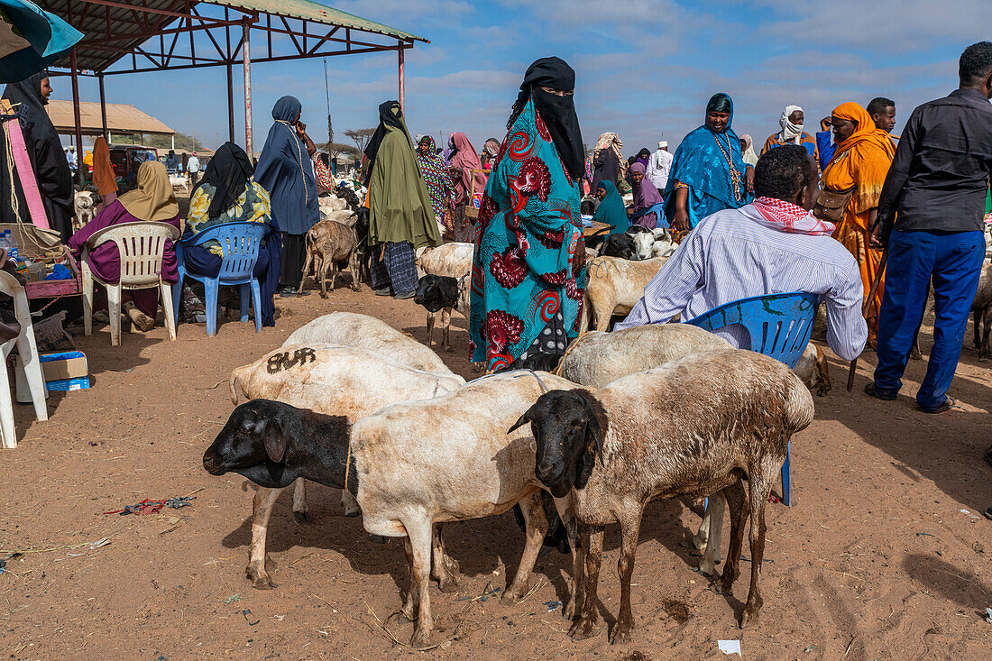 Verschleierte Frau und Ziegen auf dem Viehmarkt, Burao, südöstliches Somaliland, Somalia, Afrika