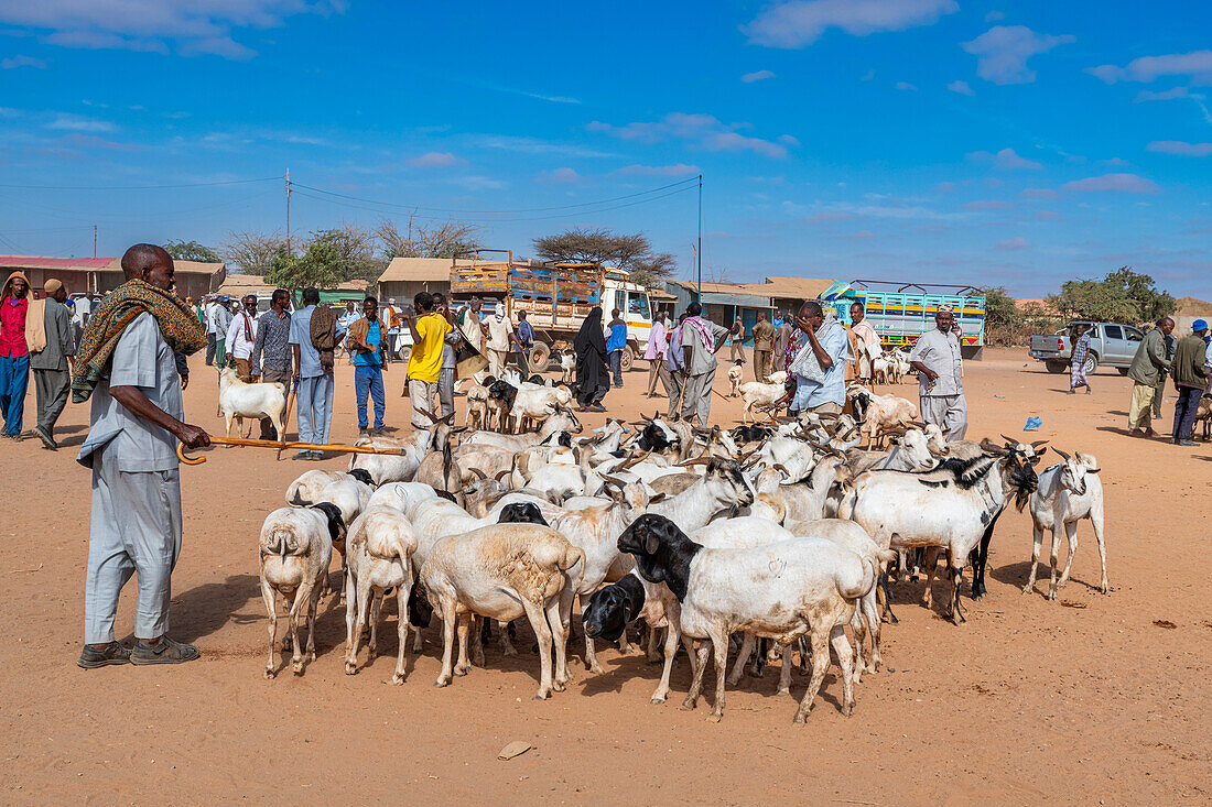 Goats at Cattle market, Burao, south eastern Somaliland, Somalia, Africa