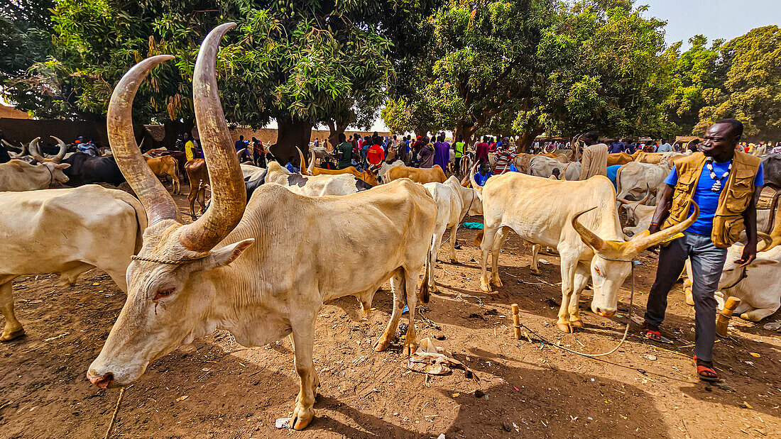 Viehauktion, Wau, West-Bahr el Ghazal, Südsudan, Afrika