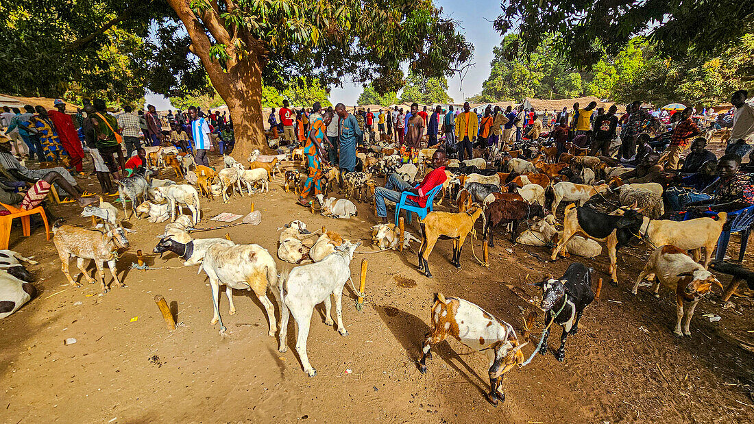 Cattle auction, Wau, Western Bahr el Ghazal, South Sudan, Africa