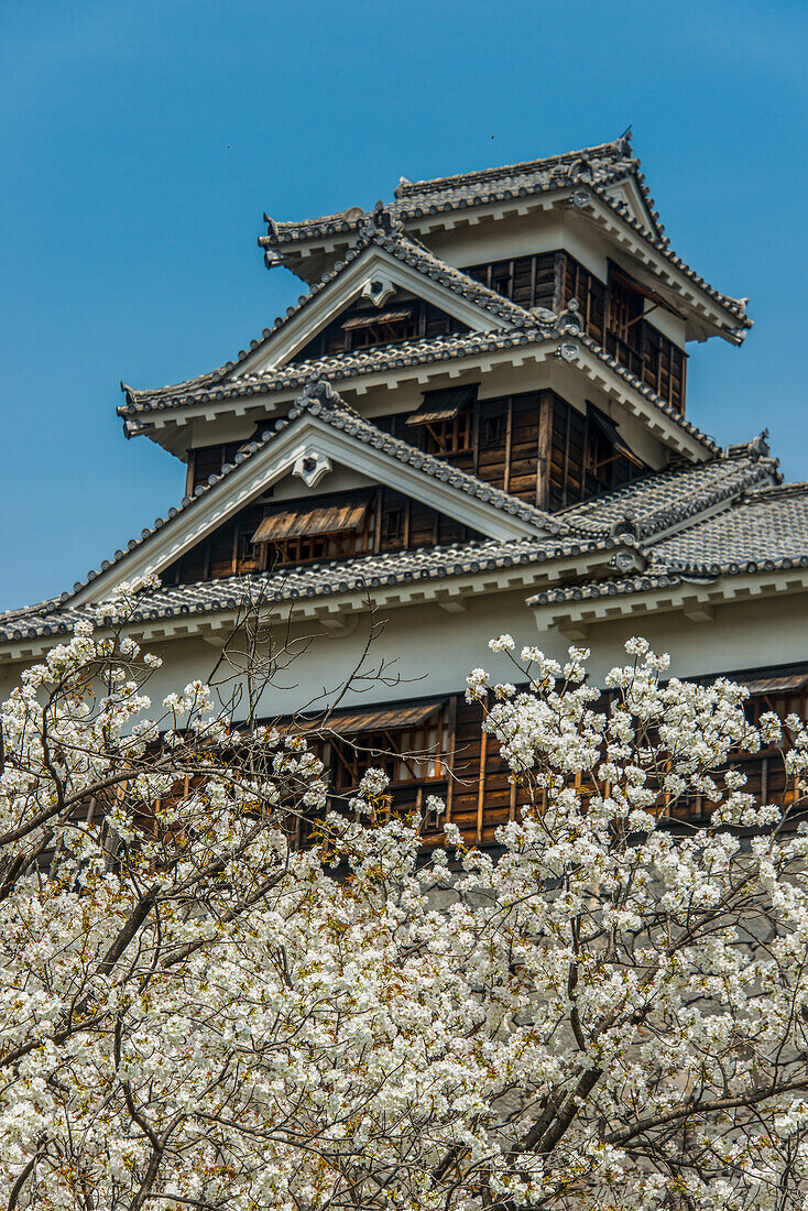 Kirschblüte in der japanischen Burg von Kumamoto, Kumamoto, Kyushu, Japan, Asien