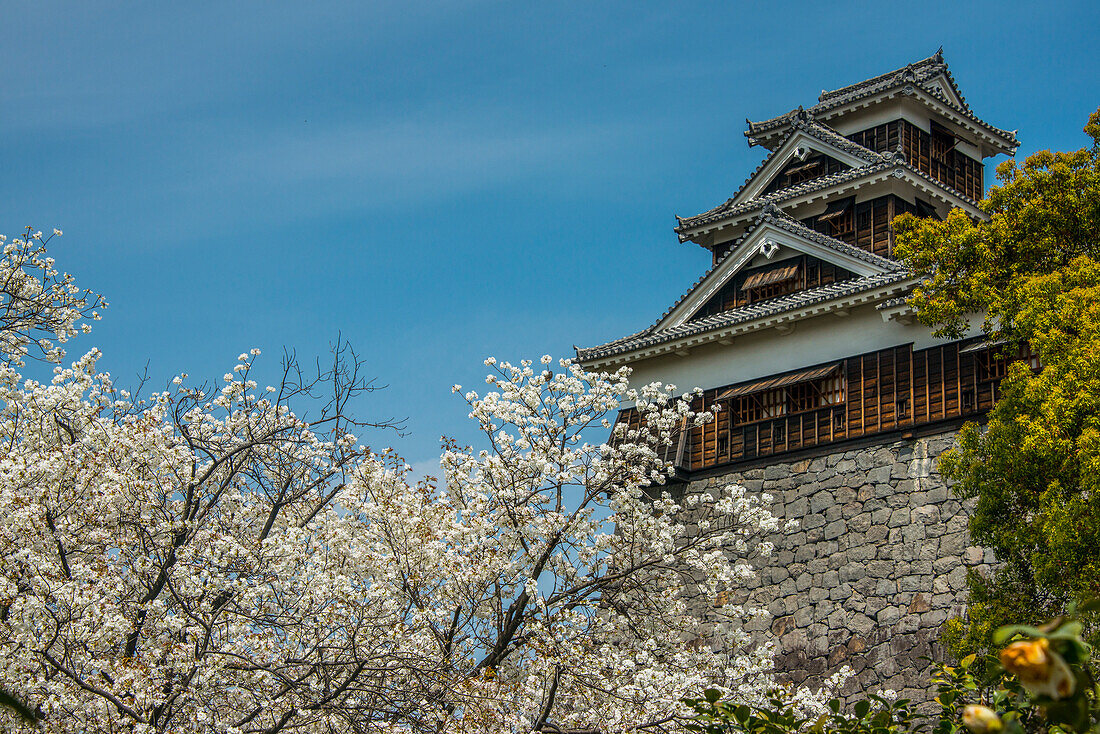 Kirschblüte in der japanischen Burg von Kumamoto, Kumamoto, Kyushu, Japan, Asien