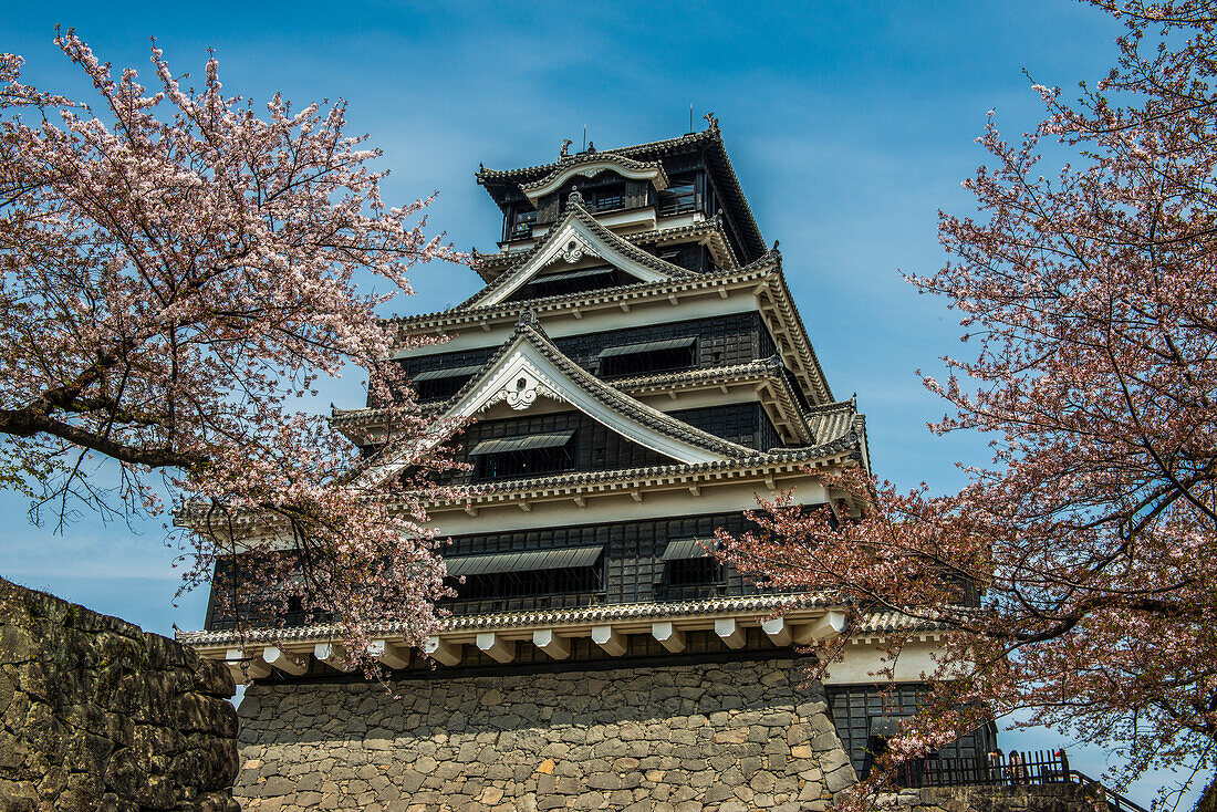 Cherry blossom in the Kumamoto Japanese Castle, Kumamoto, Kyushu, Japan, Asia