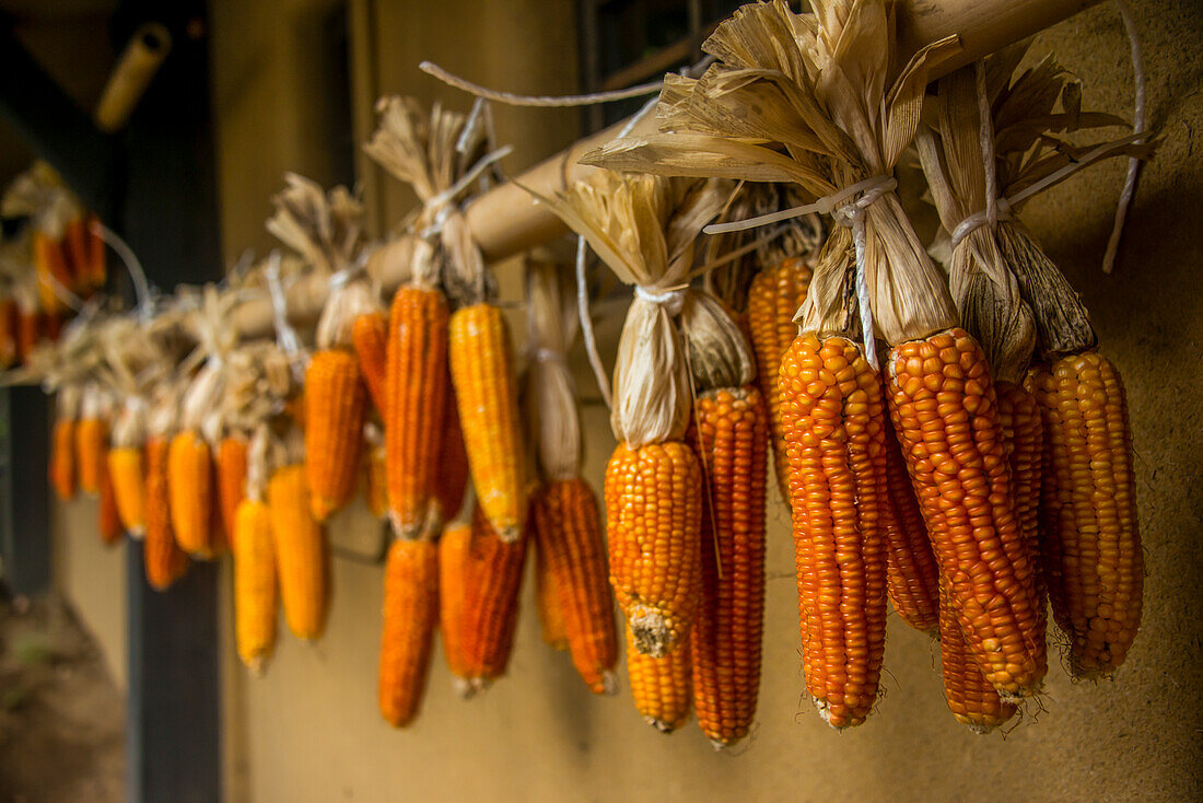 Corn strung up to dry in the Kurokawa Onsen, public spa, Kyushu, Japan, Asia