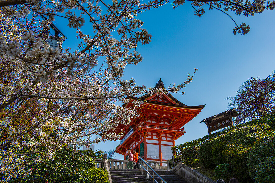 Kirschblüte im buddhistischen Kiyomizu-dera-Tempel, UNESCO-Weltkulturerbe, Kyoto, Honshu, Japan, Asien