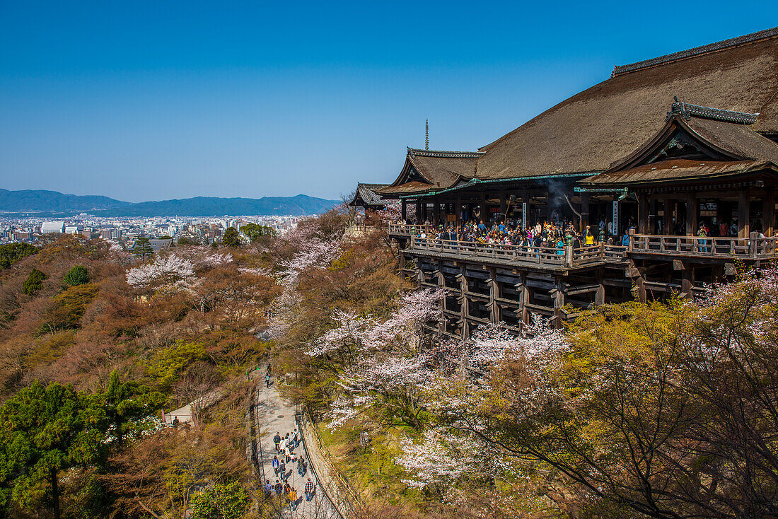 Cherry blossom in the Kiyomizu-dera Buddhist temple, UNESCO World Heritage Site, Kyoto, Honshu, Japan, Asia