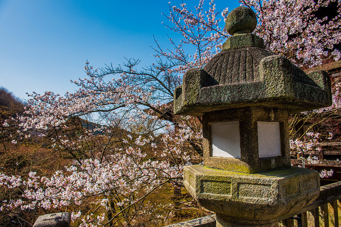 Kleiner Schrein und Kirschblüte im buddhistischen Tempel Kiyomizu-dera, UNESCO-Welterbestätte, Kyoto, Honshu, Japan, Asien